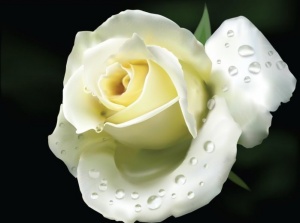 Аватар белая роза