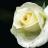 Аватар белая роза