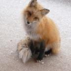 Аватар Juliya^foxes^
