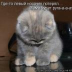 Аватар kotenok