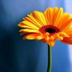 Аватар Red_flover