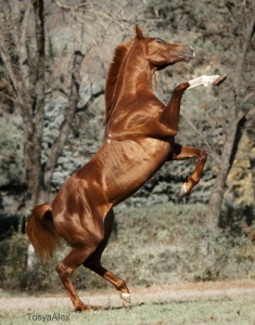 nekman