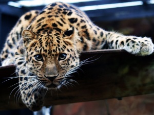 Аватар Leopardo