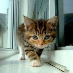 Cat_Girl