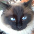Аватар Margo_cat