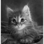 Аватар KittyKat