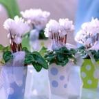 Аватар bucaneve