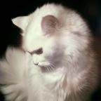 Аватар Белая кошка