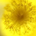 Аватар mimosa