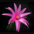 Аватар DarkCactus