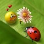 Аватар ladybird