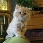 АНАСТАСИЯ СИНИЦИНА