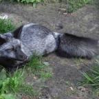 Аватар littlefox