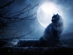 Кошка которая гуляет сама по себе