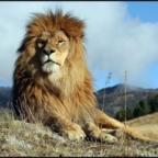Аватар Guarding