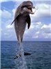 Аватар дельфина