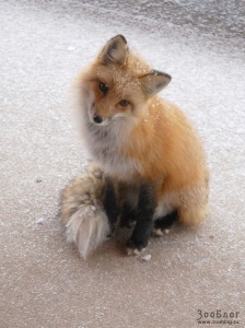 Аватар Juliya^foxes^