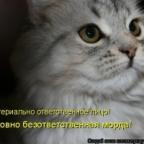 Аватар полинаЯ