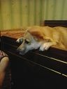 Аватар Лидия Борисовна Фаевская
