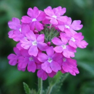Verbena