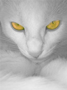 Аватар диана
