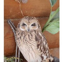 Мари Константинова