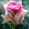 33212-1302381085.gif