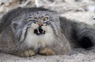 Аватар Manul