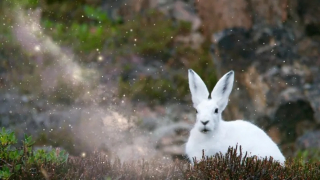 Аватар White_Rabbyt