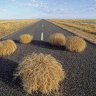 Аватар Перекати - Поле