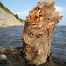 Аватар Okla Sh