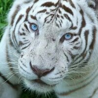 Аватар Василиса Белая