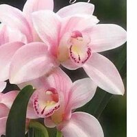 Аватар любовь сапронова