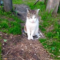 Аватар Олеся Николаевна 3