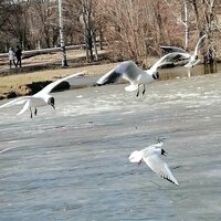 Аватар Люся Бушева