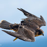 Аватар Night Hawk