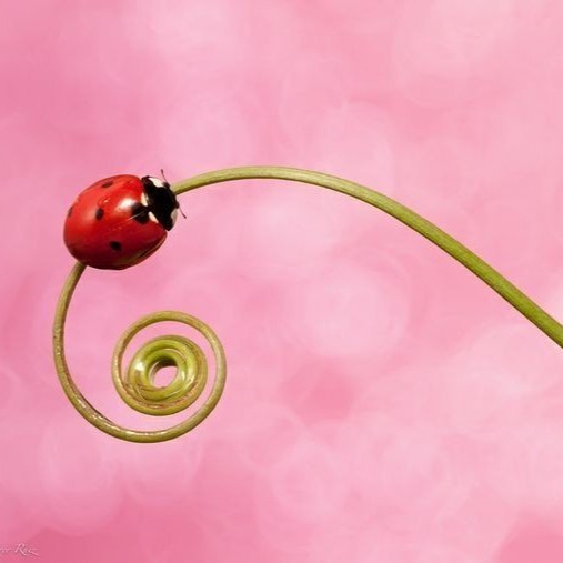 Аватар Shinett