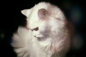 Аватар Белая кошка