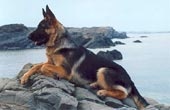 Аватар MAKARUSHKA