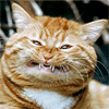 6112-1296662081.gif