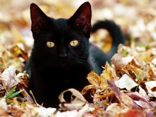 Аватар Черная кошка ***