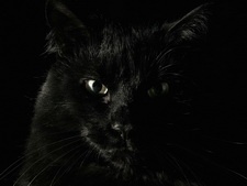 Аватар черный кот