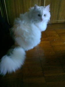 Аватар whitecat