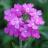 Аватар Verbena