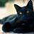 Аватар Cat___Life