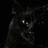 Аватар черный кот