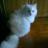 Аватар whitecat
