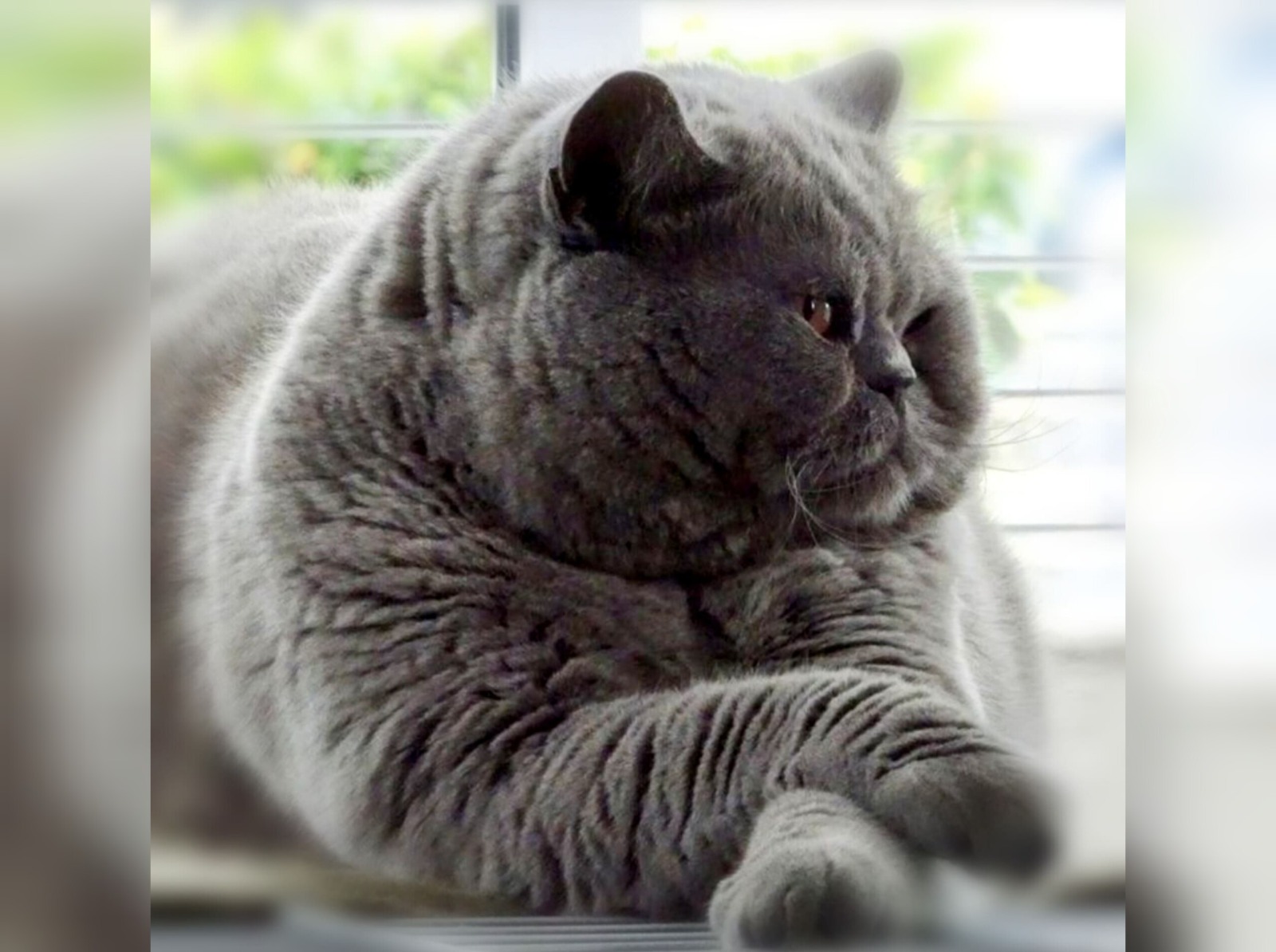 blob