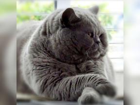 blob