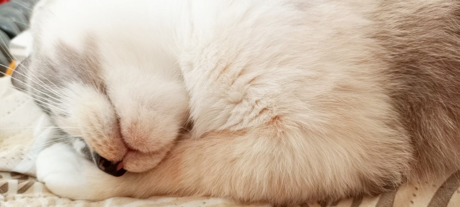 blob